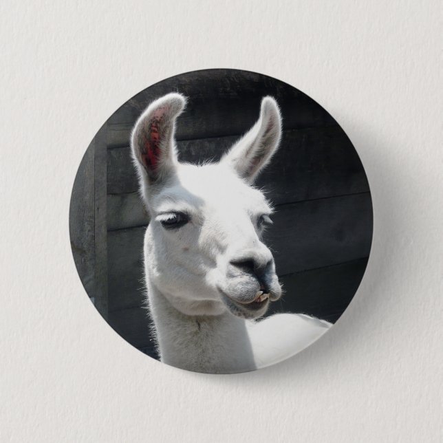 Lächelnder Lama-Knopf Button (Vorderseite)