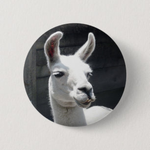 Lächelnder Lama-Knopf Button