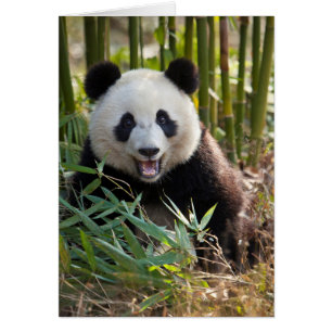 Lächelnder Panda-Porträt