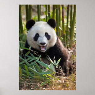 Lächelnder Panda-Porträt Poster