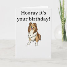 Lächelnder Sheltie
