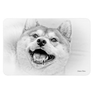 Lächelnder Shiba Inu Hund Magnet