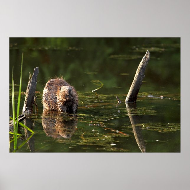 Lächelndes Biber Poster (Vorne)