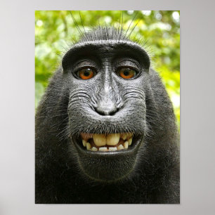 Lächelndes Crested Macaque Poster