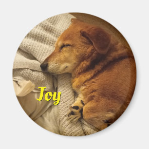 Lächelndes Dog Magnet