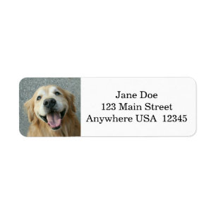 Lächelndes golden retriever