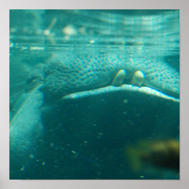 Lächelndes Hippo Poster (Vorne)