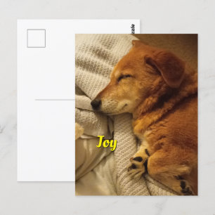 Lächelndes Hund Postkarte