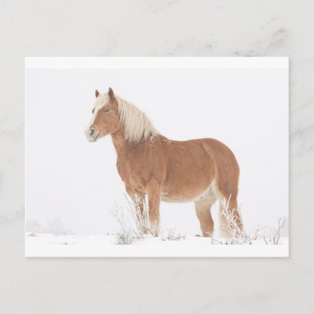 Lächelndes Palomino-Pferd im Schnee Postkarte (Vorderseite)