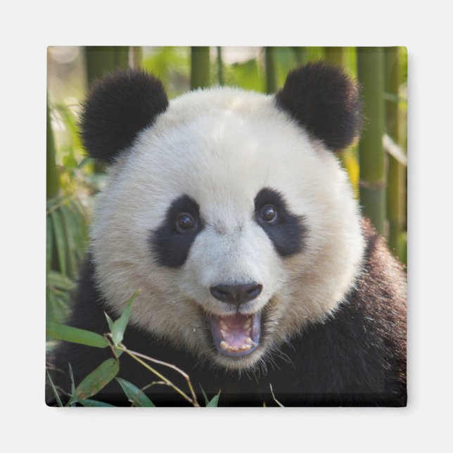 Lächelndes Panda Portrait Magnet (Vorne)