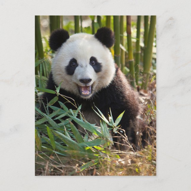 Lächelndes Panda Portrait Postkarte (Vorderseite)