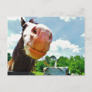 Lächelndes Pferd Postkarte