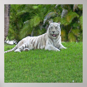 Lächelndes Plakat aus weißem Tiger und Palmen