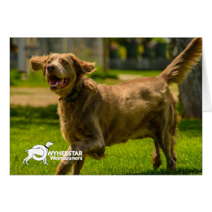 Lächelndes Stackhouse