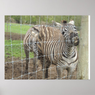 Lächelndes Zebra Poster