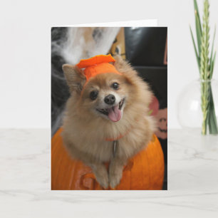 Lachen Foxy Spitz Welpe in KürbisHalloween Karte
