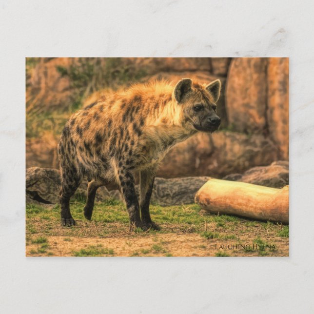 Lachen Hyena (Ver. 2.0):Postkarte Postkarte (Vorderseite)