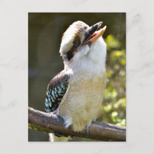 Lachen Kookaburra auf dem Zweig Postkarte