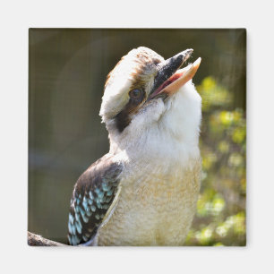 Lachen Kookaburra auf der Zweigstelle Postcard Squ Magnet