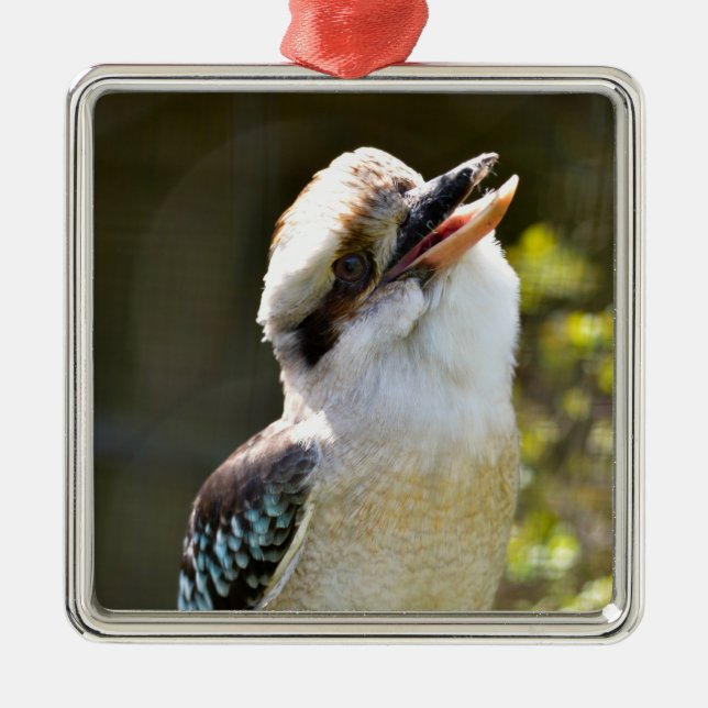 Lachen Kookaburra auf der Zweigstelle Postcard Squ Ornament Aus Metall (Vorne)