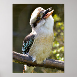 Lachen Kookaburra auf der Zweigstelle Postcard Squ Poster