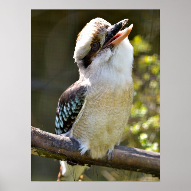 Lachen Kookaburra auf der Zweigstelle Postcard Squ Poster (Vorne)