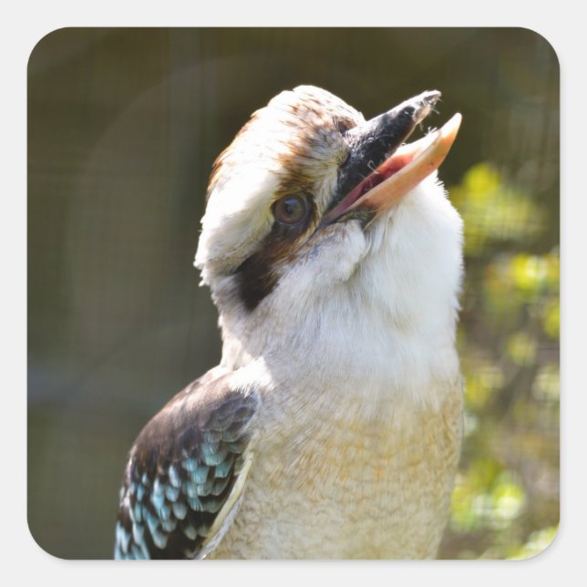 Lachen Kookaburra auf der Zweigstelle Postcard Squ Quadratischer Aufkleber (Vorderseite)
