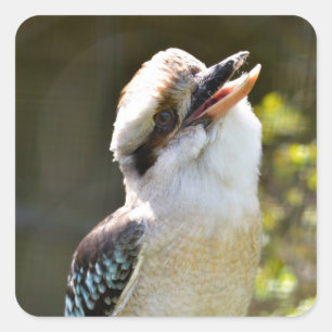 Lachen Kookaburra auf der Zweigstelle Postcard Squ Quadratischer Aufkleber