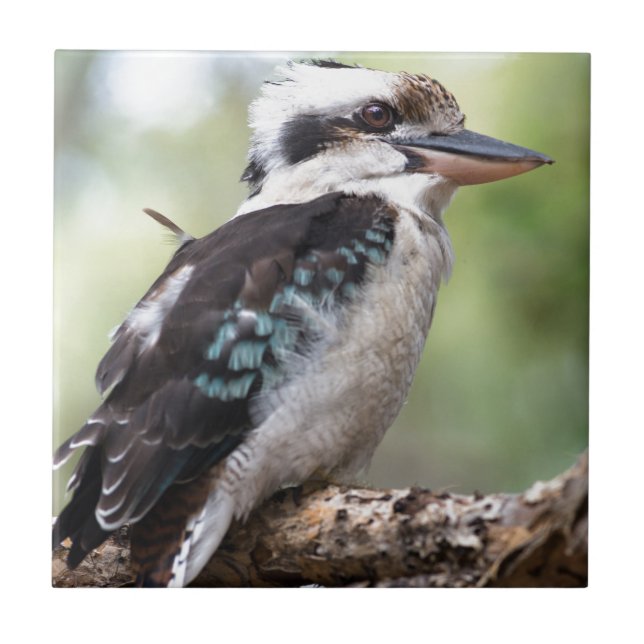 Lachen Kookaburra auf Fraser Island Australien Fliese (Vorderseite)