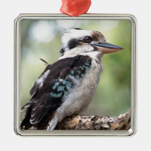Lachen Kookaburra auf Fraser Island Australien Ornament Aus Metall