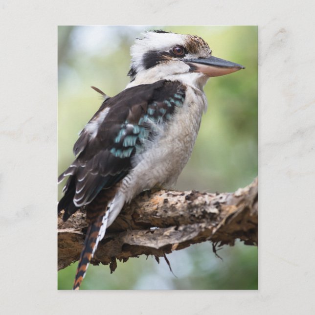 Lachen Kookaburra auf Fraser Island Australien Postkarte (Vorderseite)