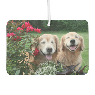 Lachende goldene Retriever draußen durch Rosen Autolufterfrischer