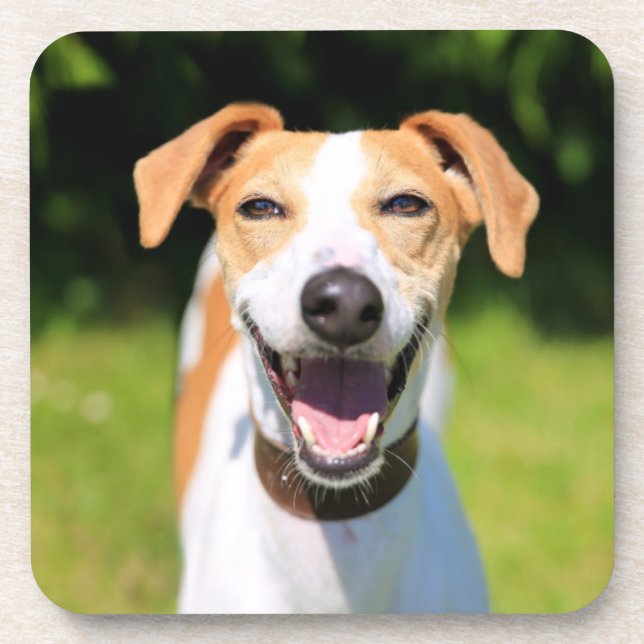 Lachender Hund Getty Bild-| Getränkeuntersetzer (Vorderseite)