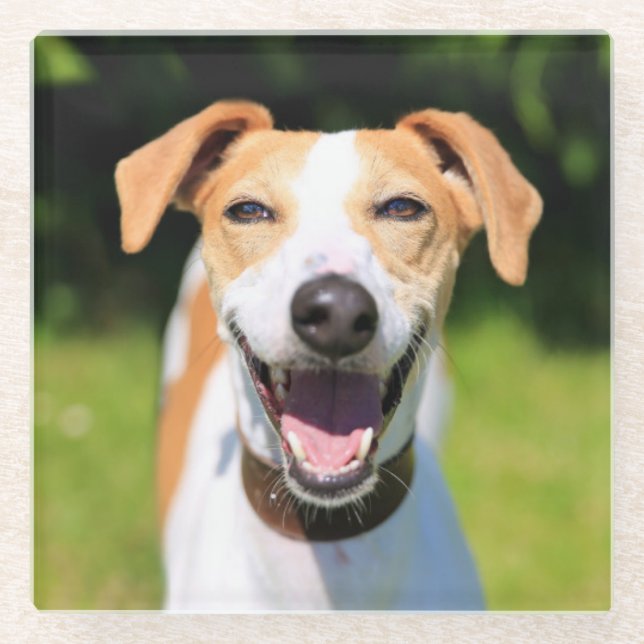 Lachender Hund Getty Bild-| Glasuntersetzer (Vorderseite)