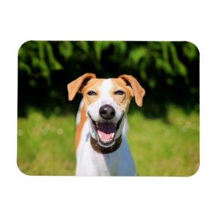 Lachender Hund Getty Bild- Magnet