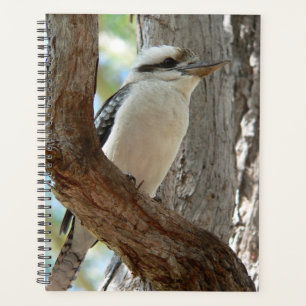 Lachender Kookaburra auf einem Eukalyptusbaum Planer