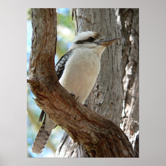 Lachender Kookaburra auf einem Eukalyptusbaum Poster (Vorne)