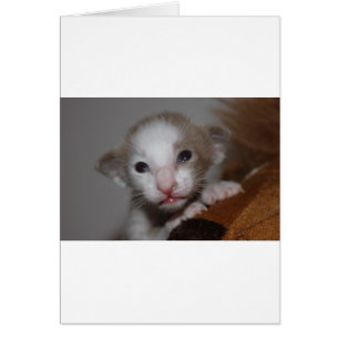 Lächerlich niedliches Babykitt