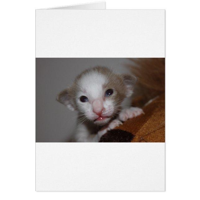 Lächerlich niedliches Babykitt (Vorne)