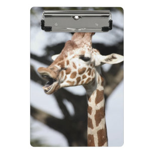Lachhaft gesichtige Giraffe, San Francisco Mini Klemmbrett