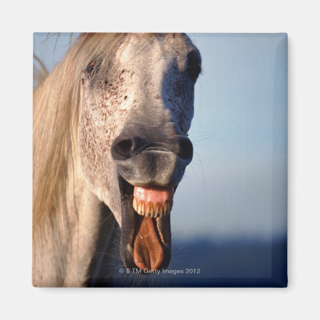 Lachpferd Magnet (Vorne)