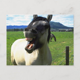 Lachpferd Postkarte