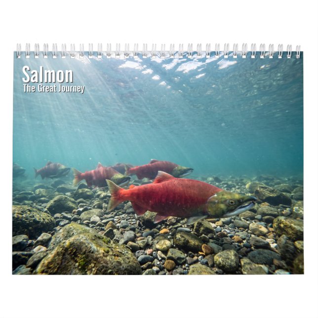 Lachs 2027 Wandkalender (Titelbild)