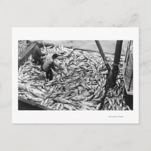Lachs aus Fischereifahrzeugen entladen Fotografie Postkarte