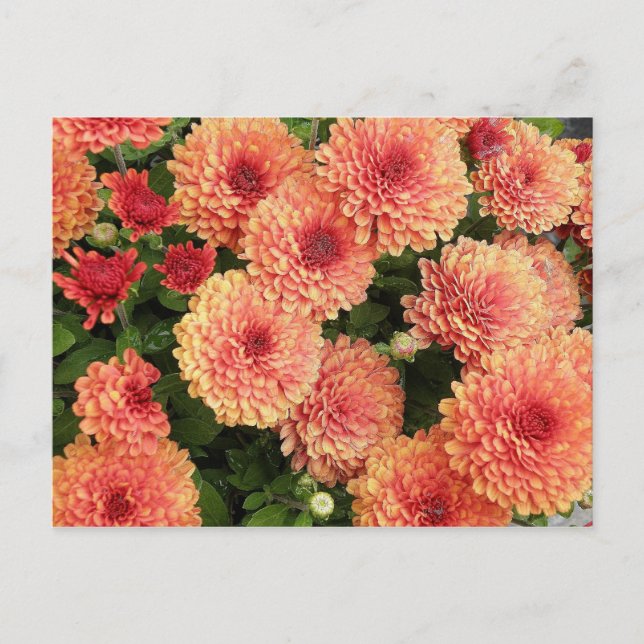 Lachs Colored Mums Postkarte (Vorderseite)