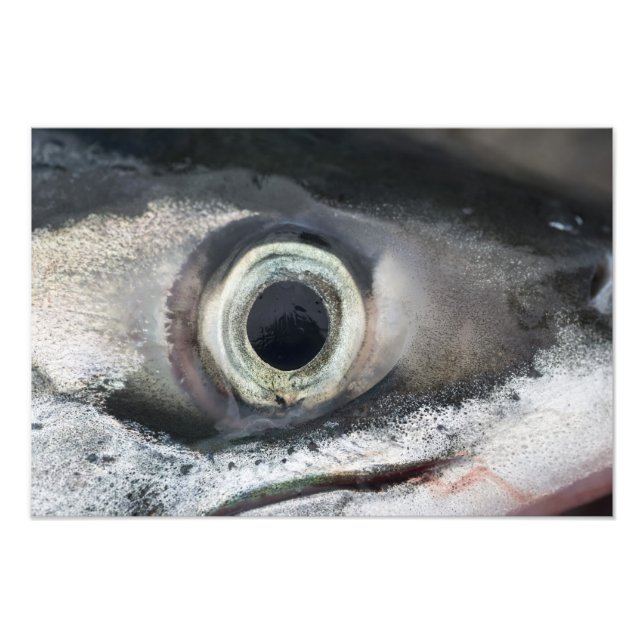 Lachs Eye Fotodruck (Vorne)