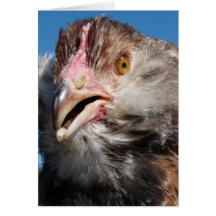 Lachs Faverolle Pullet