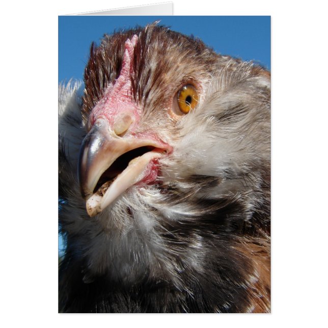 Lachs Faverolle Pullet (Vorne)