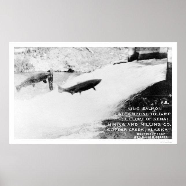 Lachs Jumping Alaska 1907 Poster (Vorne)