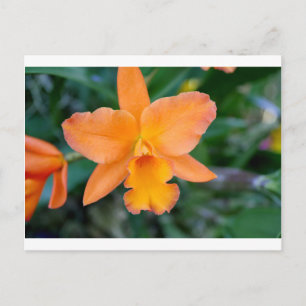 Lachs Orchid Postkarte